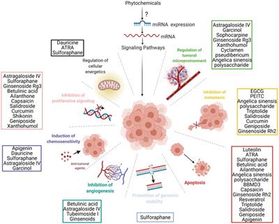 Two Worlds Colliding: The Interplay Between Natural Compounds and Non-Coding Transcripts in Cancer Therapy